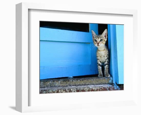 Kitten Standing in Doorway, Apia, Samoa-Will Salter-Framed Photographic Print