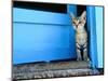 Kitten Standing in Doorway, Apia, Samoa-Will Salter-Mounted Photographic Print