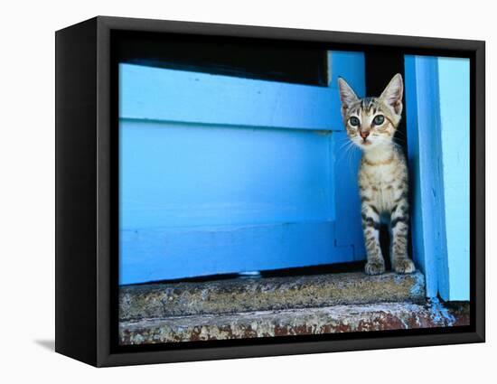 Kitten Standing in Doorway, Apia, Samoa-Will Salter-Framed Stretched Canvas