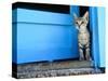 Kitten Standing in Doorway, Apia, Samoa-Will Salter-Stretched Canvas