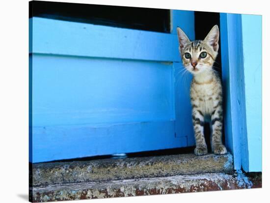 Kitten Standing in Doorway, Apia, Samoa-Will Salter-Stretched Canvas