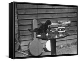 Kitten Trumpeter-null-Framed Stretched Canvas