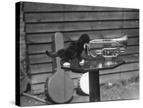 Kitten Trumpeter-null-Stretched Canvas