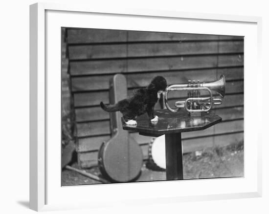 Kitten Trumpeter-null-Framed Photographic Print