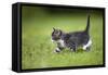 Kitten Walking across Lawn-null-Framed Stretched Canvas