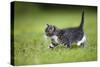 Kitten Walking across Lawn-null-Stretched Canvas