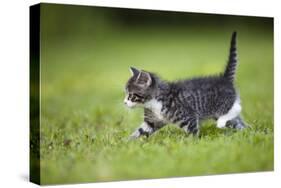 Kitten Walking across Lawn-null-Stretched Canvas