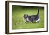 Kitten Walking across Lawn-null-Framed Photographic Print