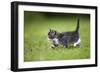 Kitten Walking across Lawn-null-Framed Photographic Print