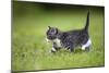 Kitten Walking across Lawn-null-Mounted Photographic Print
