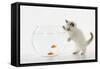 Kitten Watching Fish in Fish Bowl-null-Framed Stretched Canvas