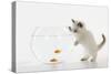 Kitten Watching Fish in Fish Bowl-null-Stretched Canvas