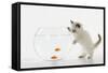 Kitten Watching Fish in Fish Bowl-null-Framed Stretched Canvas