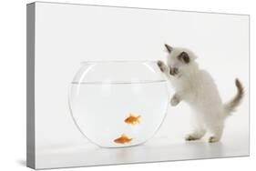 Kitten Watching Fish in Fish Bowl-null-Stretched Canvas