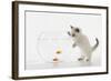 Kitten Watching Fish in Fish Bowl-null-Framed Photographic Print