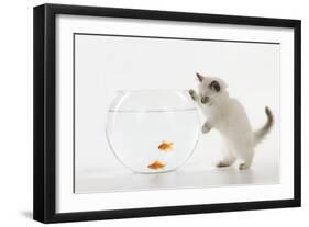 Kitten Watching Fish in Fish Bowl-null-Framed Photographic Print