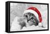 Kitten Wearing Christmas Hat-null-Framed Stretched Canvas