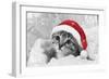 Kitten Wearing Christmas Hat-null-Framed Photographic Print