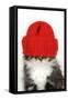Kitten Wearing Red Hat over Eyes-null-Framed Stretched Canvas