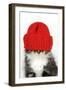 Kitten Wearing Red Hat over Eyes-null-Framed Photographic Print