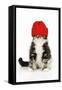 Kitten Wearing Red Hat-null-Framed Stretched Canvas