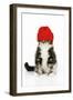 Kitten Wearing Red Hat-null-Framed Photographic Print