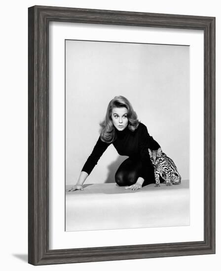 Kitten with a Whip-null-Framed Photo