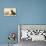 Kitten with Box of Chocolates-null-Stretched Canvas displayed on a wall