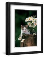 Kitten With Camomiles-null-Framed Art Print