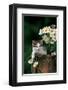 Kitten With Camomiles-null-Framed Art Print