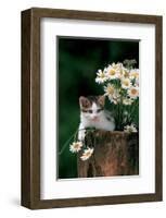 Kitten With Camomiles-null-Framed Art Print