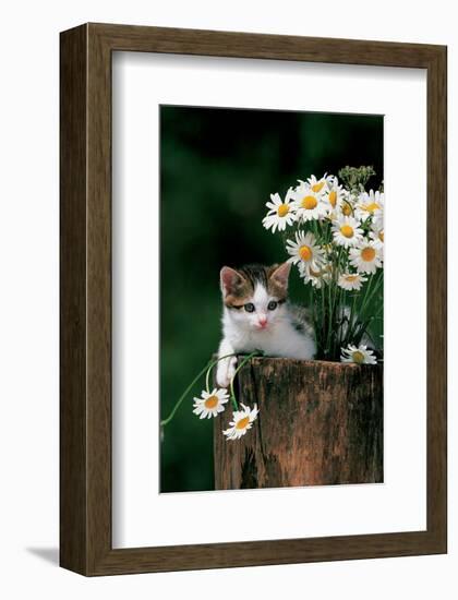 Kitten With Camomiles-null-Framed Art Print