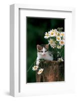 Kitten With Camomiles-null-Framed Art Print