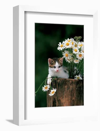 Kitten With Camomiles-null-Framed Art Print