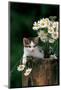 Kitten With Camomiles-null-Mounted Art Print
