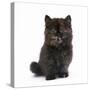 Kitten with Cat Flu-null-Stretched Canvas