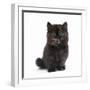 Kitten with Cat Flu-null-Framed Photographic Print