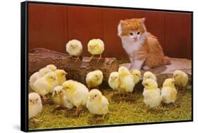 Kitten with Chicks-null-Framed Stretched Canvas