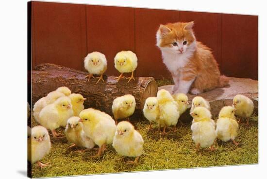 Kitten with Chicks-null-Stretched Canvas