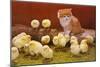 Kitten with Chicks-null-Mounted Art Print