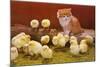 Kitten with Chicks-null-Mounted Art Print