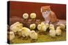 Kitten with Chicks-null-Stretched Canvas