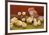 Kitten with Chicks-null-Framed Premium Giclee Print