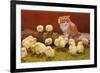 Kitten with Chicks-null-Framed Premium Giclee Print