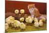 Kitten with Chicks-null-Mounted Premium Giclee Print