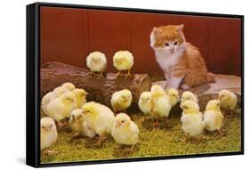 Kitten with Chicks-null-Framed Stretched Canvas