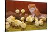 Kitten with Chicks-null-Stretched Canvas