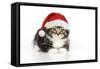 Kitten with Christmas Hat-null-Framed Stretched Canvas