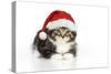 Kitten with Christmas Hat-null-Stretched Canvas