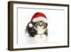 Kitten with Christmas Hat-null-Framed Photographic Print